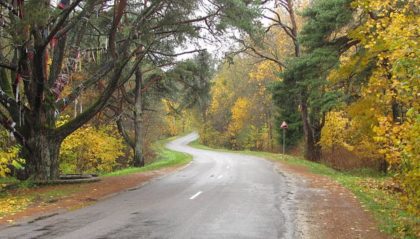 Šiškinin mänty (Merikülan mänty)