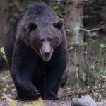 Ilveksen ja karhunkatselukierros Alutagusen ja Lahemaan kansallispuistossa